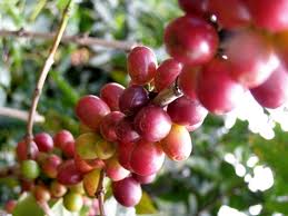 Coffee Plant