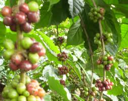 The Coffee Tree Quick Facts