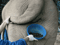 Most expensive coffee