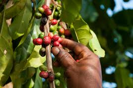 Growing Coffee