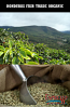 Green Coffee Beans - Honduras Fair Trade Organic 2lb Bag