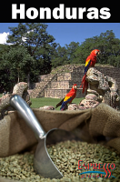 Green Coffee Beans - Honduras SHG Direct Trade 2lb Bag